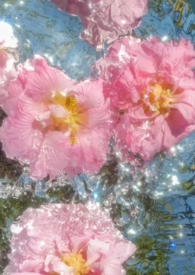 涉江采芙蓉 涉江采芙蓉