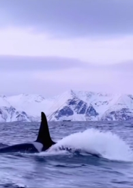 男主他是仿生人 男主他是仿生人